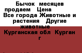 Бычок 6месяцев продаем › Цена ­ 20 000 - Все города Животные и растения » Другие животные   . Курганская обл.,Курган г.